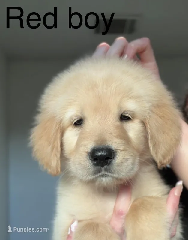 Boy golden  – Golden Retriever puppy for sale in Tulare, CA