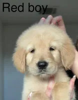 Boy golden , a male Golden Retriever for sale in Tulare, CA – 1 of 1