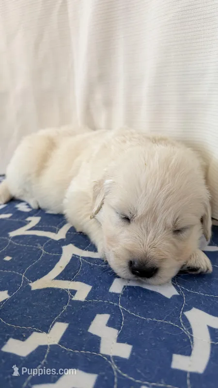 Boy golden  – Golden Retriever puppy for sale in Tulare, CA
