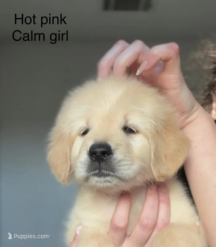 Female golden  – Golden Retriever puppy for sale in Tulare, CA