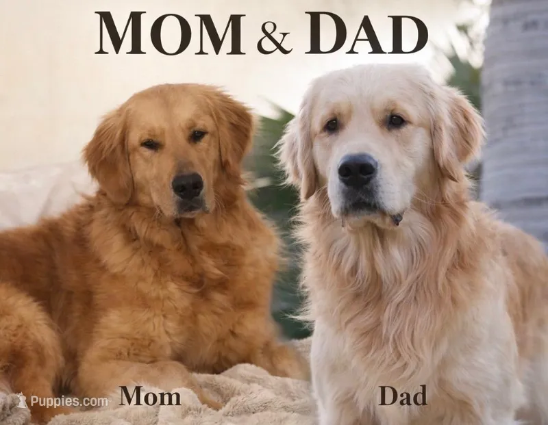 Beautiful boy golden pup  – Golden Retriever puppy for sale in Tulare, CA