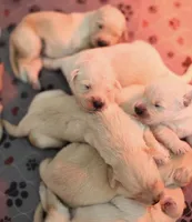 Beautiful boy golden pup , a male Golden Retriever for sale in Tulare, CA – Photo 2 of 2