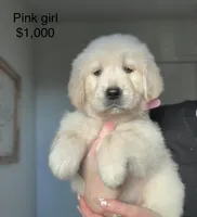 Pink girl golden retriever , a female Golden Retriever for sale in Tulare, CA – 1 of 1