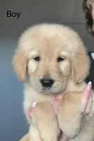 Healthy male golden , a female Golden Retriever for sale in Tulare, CA – 1 of 1