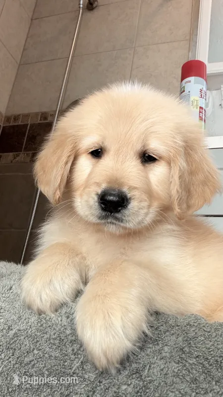 Beautiful boy golden pup  – Golden Retriever puppy for sale in Tulare, CA