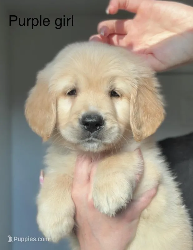 Beautiful female  – Golden Retriever puppy for sale in Tulare, CA