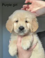 Beautiful female , a female Golden Retriever for sale in Tulare, CA – 1 of 1