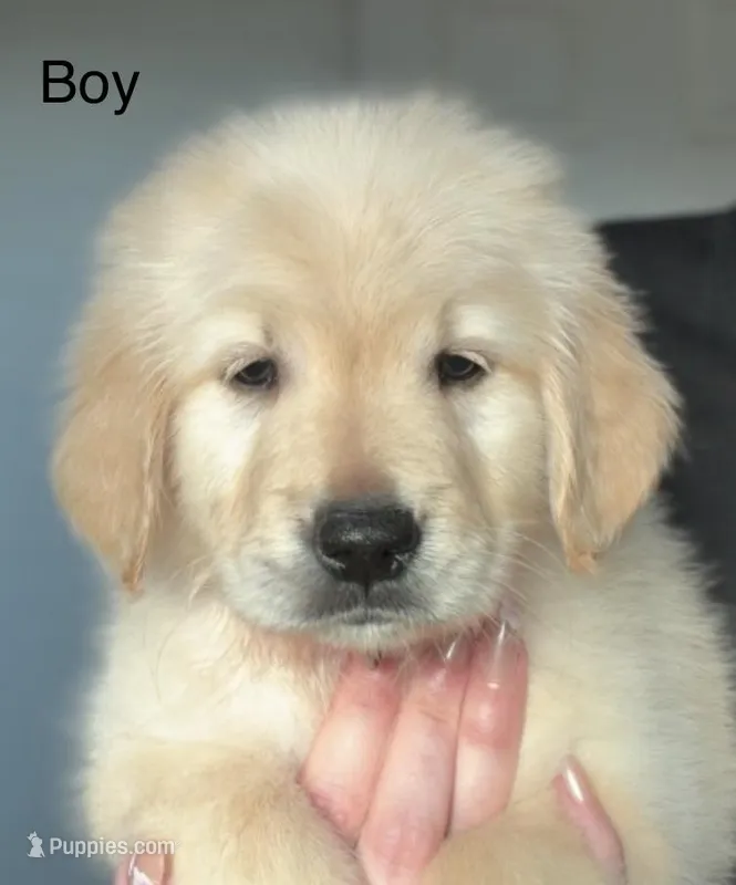 Beautiful boy – Golden Retriever puppy for sale in Tulare, CA