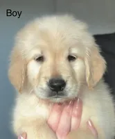 Beautiful boy, a male Golden Retriever for sale in Tulare, CA – 1 of 1