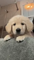 Smallest boy of the litter boy golden retriever , a male Golden Retriever for sale in Tulare, CA – 1 of 1