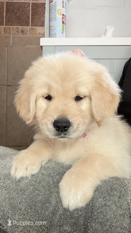 Female golden  – Golden Retriever puppy for sale in Tulare, CA