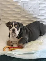 Teddy , a male English Bulldog for sale in Guilford, IN – 7 of 10