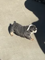 Teddy , a male English Bulldog for sale in Guilford, IN – 4 of 10
