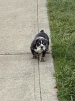 Teddy , a male English Bulldog for sale in Guilford, IN – 8 of 10