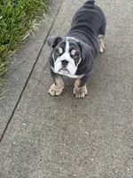 Teddy , a male English Bulldog for sale in Guilford, IN – 6 of 10