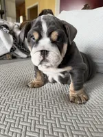 Teddy , a male English Bulldog for sale in Guilford, IN – 5 of 10