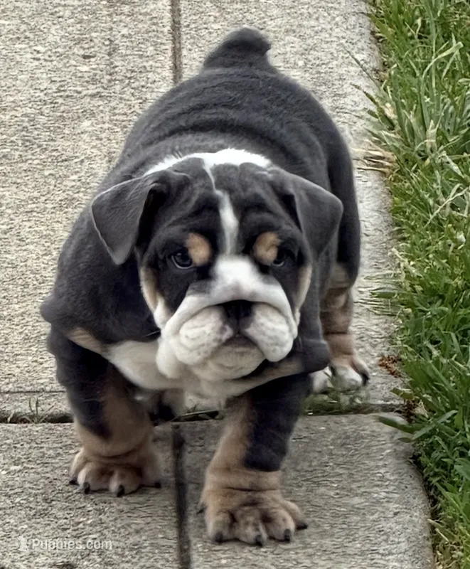 Teddy  – English Bulldog puppy for sale in Guilford, IN