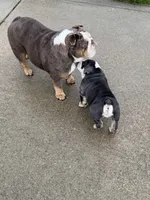 Teddy , a male English Bulldog for sale in Guilford, IN – 9 of 10