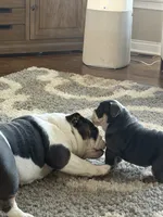 Teddy , a male English Bulldog for sale in Guilford, IN – 3 of 10