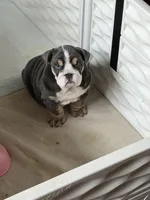 Teddy , a male English Bulldog for sale in Guilford, IN – 2 of 10