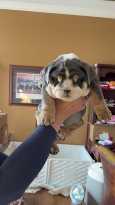 Teddy , a male English Bulldog for sale in Guilford, IN – 10 of 10