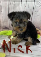 Nick, a male Yorkshire Terrier for sale in Homerville, GA – Photo 2 of 7