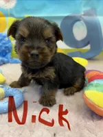Nick, a male Yorkshire Terrier for sale in Homerville, GA – Photo 4 of 7