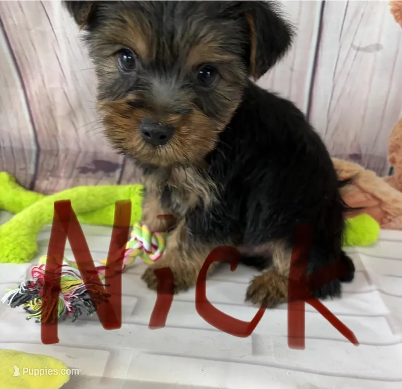 Nick – Yorkshire Terrier puppy for sale in Homerville, GA