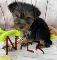 Nick, a male Yorkshire Terrier for sale in Homerville, GA – Photo 3 of 7