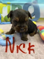 Nick, a male Yorkshire Terrier for sale in Homerville, GA – Photo 6 of 7