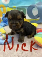 Nick, a male Yorkshire Terrier for sale in Homerville, GA – Photo 5 of 7