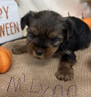 M’Lynn, a female Yorkshire Terrier for sale in Homerville, GA – 4 of 7
