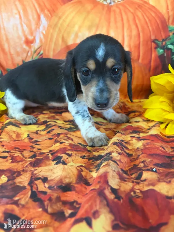 Blossom  – Miniature Dachshund puppy for sale in Homerville, GA