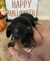 Thelma, a female Miniature Dachshund for sale in Homerville, GA – 3 of 5