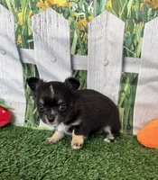 Lily , a female Chihuahua for sale in Homerville, GA – 4 of 6
