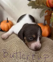 Buttercup, a female Miniature Dachshund for sale in Homerville, GA – 2 of 6