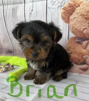 Brian, a male Yorkshire Terrier for sale in Homerville, GA – Photo 2 of 6