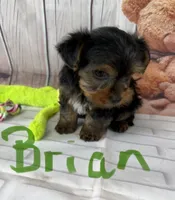 Brian, a male Yorkshire Terrier for sale in Homerville, GA – Photo 1 of 6