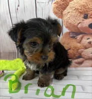 Brian, a male Yorkshire Terrier for sale in Homerville, GA – Photo 4 of 6