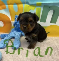 Brian, a male Yorkshire Terrier for sale in Homerville, GA – Photo 3 of 6