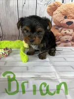 Brian, a male Yorkshire Terrier for sale in Homerville, GA – Photo 5 of 6