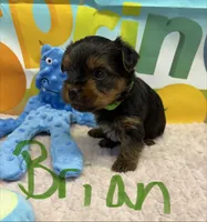 Brian, a male Yorkshire Terrier for sale in Homerville, GA – Photo 6 of 6