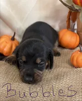 Bubbles, a female Miniature Dachshund for sale in Homerville, GA – 3 of 6