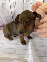 Barney, a male Miniature Dachshund for sale in Homerville, GA – Photo 9 of 10