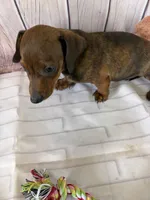 Barney, a male Miniature Dachshund for sale in Homerville, GA – Photo 4 of 10