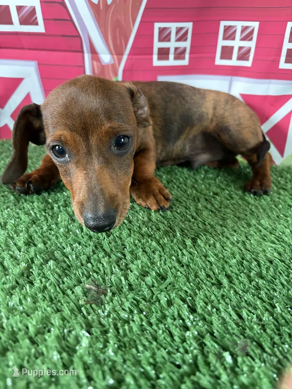 Barney, a male Miniature Dachshund for sale in Homerville, GA – Photo 1 of 10