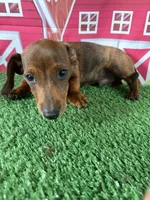 Barney, a male Miniature Dachshund for sale in Homerville, GA – Photo 1 of 10