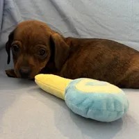 Barney, a male Miniature Dachshund for sale in Homerville, GA – Photo 5 of 10