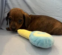 Barney, a male Miniature Dachshund for sale in Homerville, GA – Photo 4 of 6