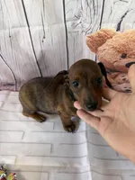Barney, a male Miniature Dachshund for sale in Homerville, GA – Photo 10 of 10